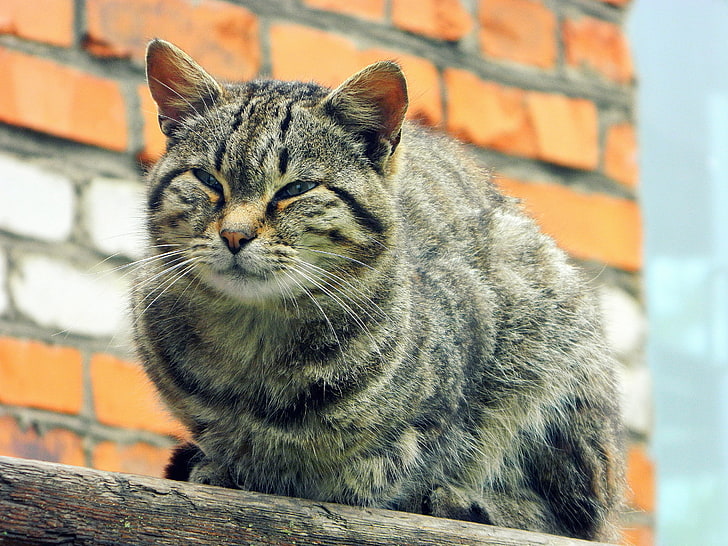 brązowy pręgowany kot, kot, pręgowany, oczy, bezdomny, Tapety HD
