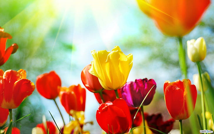 Tulipanes, love, colours, beutiful, tulips, 3d and abstract, HD wallpaper