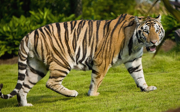 tessuto zebrato verde e bianco, animali, tigre, grandi felini, Sfondo HD
