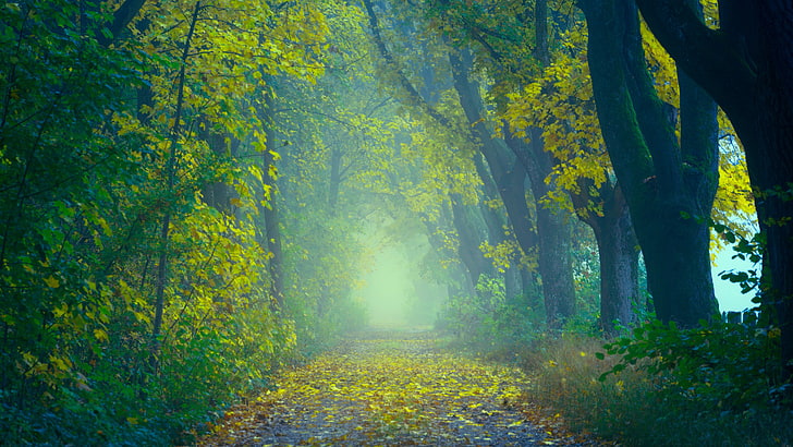 Floresta nublada de outono 5K, Floresta, Outono, Nevoeiro, HD papel de parede