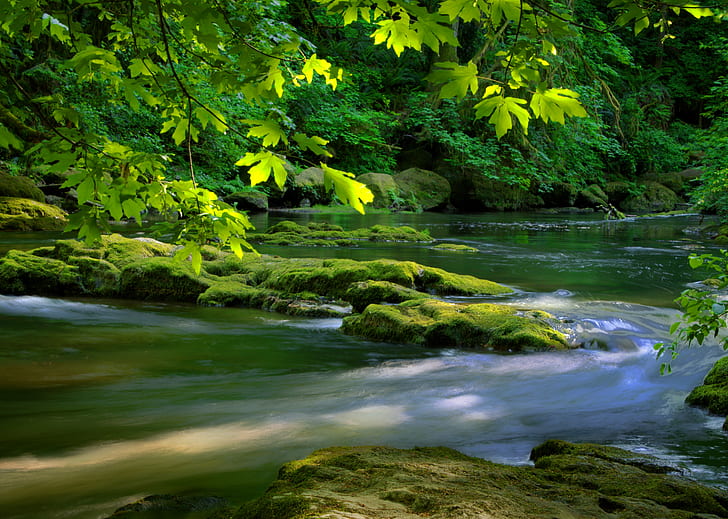 river surrounded with trees, lacamas creek, lacamas creek, Lacamas Creek, river, trees, nature, stream, forest, waterfall, water, tree, rock - Object, outdoors, landscape, leaf, scenics, beauty In Nature, flowing Water, green Color, HD wallpaper