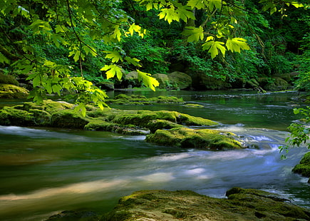 река, заобиколена от дървета, Lacamas Creek, Lacamas Creek, Lacamas Creek, река, дървета, природа, поток, гора, водопад, вода, дърво, скала - Обект, на открито, пейзаж, листа, живопис, красота в природата, течаща вода, зелено Цвят, HD тапет HD wallpaper