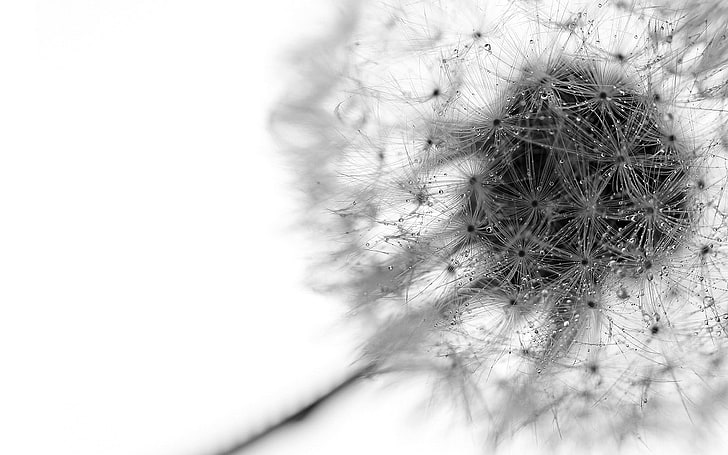 pissenlit gris, photo gros plan d'une fleur de pissenlit blanche, nature, macro, pissenlit, rosée, gouttes d'eau, monochrome, Fond d'écran HD