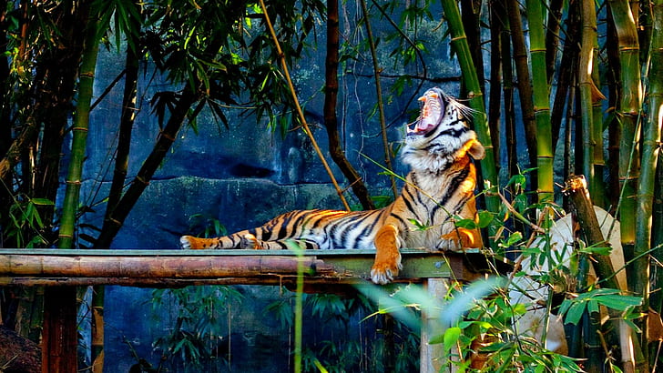 It's Time To Rest, tiger, forest, siberian, rest, yawn, animals, HD  wallpaper | Wallpaperbetter