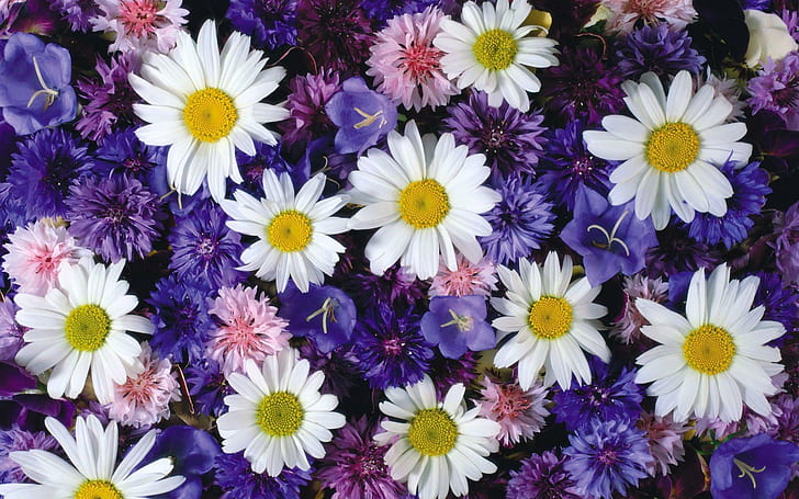 Дрешки и маргаритки, бяло лилаво и розово цвете, цветя, 1920x1200, маргаритка, метличина, HD тапет