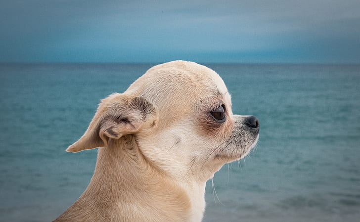 sea, portrait, dog, muzzle, profile, Chihuahua, doggie, HD wallpaper