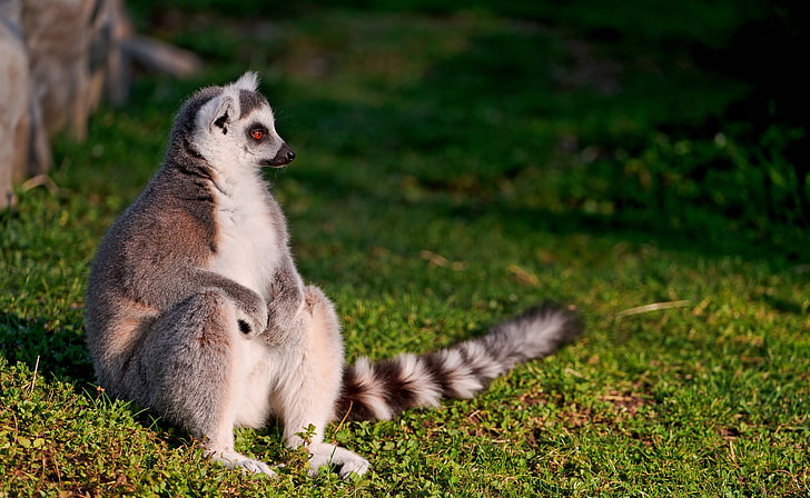 Ring-tailed Lemur, gray raccoon, Animals, Wild, Sitting, Photography, Lemur, Animal, green grass, ring-tailed lemur, HD wallpaper