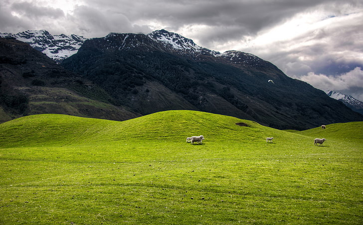 Хълмове и планини, поле със зелена трева, Океания, Нова Зеландия, лято, планини, овце, облаци, хълмове, HD тапет