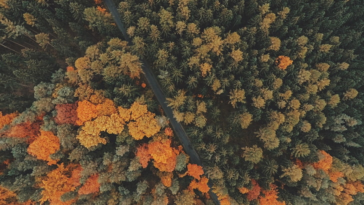 nature, trees, forest, road, fall, landscape, aerial view, bird's eye view, HD wallpaper