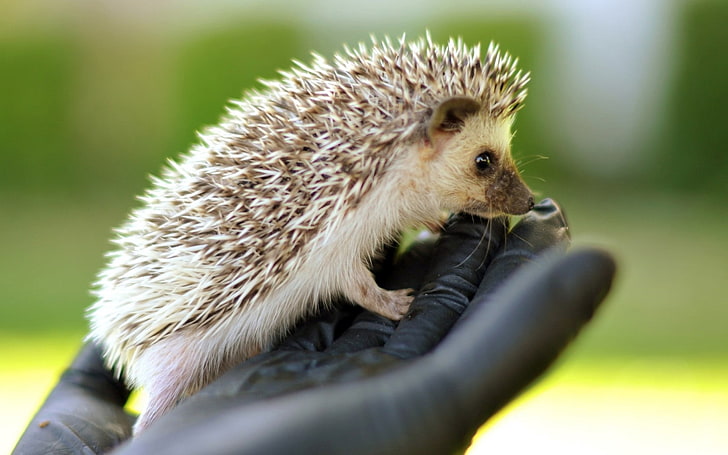white and brown hedgehog, hand, brush, hedgehog, needles, muzzle, HD wallpaper