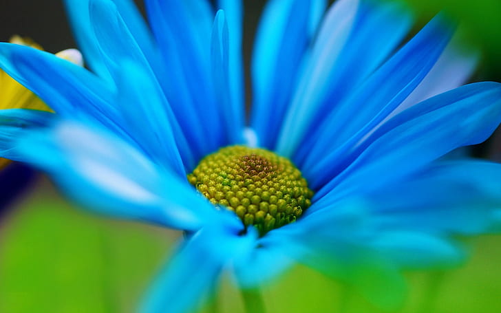 Close-up de flor azul, foto macro de flor azul, azul, flor, HD papel de parede