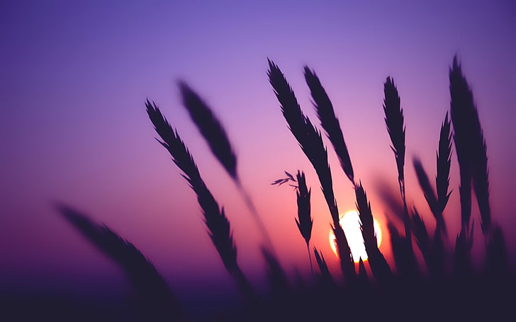 photographie de silhouette de plante, silhouette d'herbe pendant le coucher du soleil, macro, fleurs, nature, silhouette, plantes, Fond d'écran HD