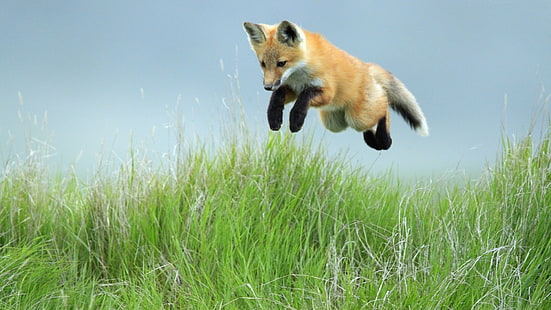 рыжая лиса, лиса, прыжок, ножки, трава, HD обои HD wallpaper
