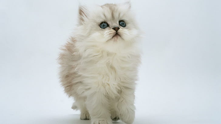 White Kitten (hdtv 1080p), hd 1080p, gattino, hdtv 1080p, bianco, animali, Sfondo HD