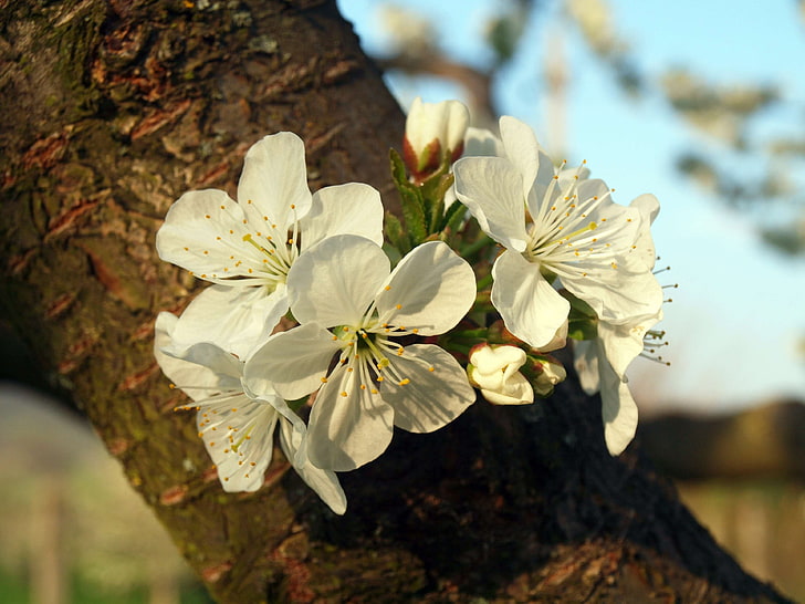 cherry tree, floral, flower, flowering tree, fruity, plant, spring, sunshine, wood, HD wallpaper