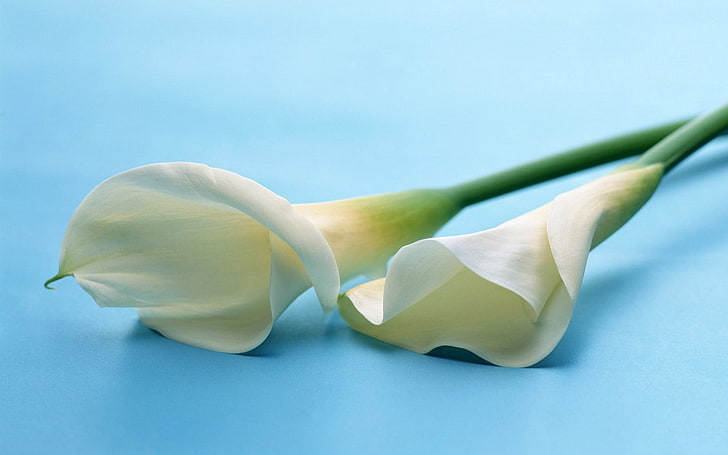 two white lillies, calla lilies, flowers, couple, lies, HD wallpaper