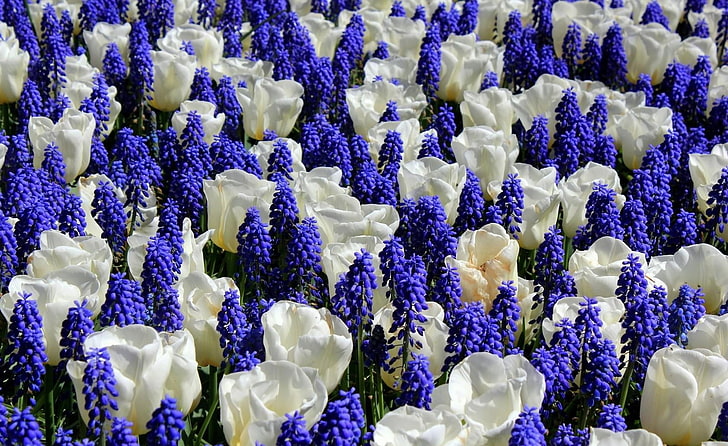 purple and white flowers, muscari, tulips, flowers, flowerbed, combination, bright, HD wallpaper