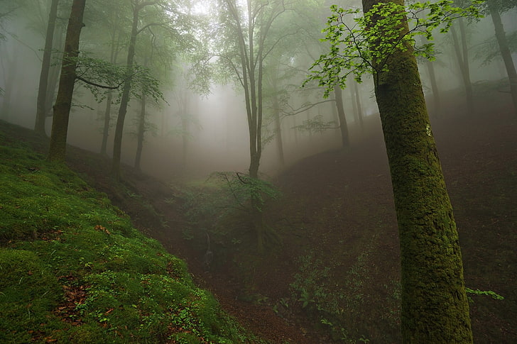 las deszczowy tapeta cyfrowa, krajobraz, drzewa, mgła, natura, las, trawa, Tapety HD
