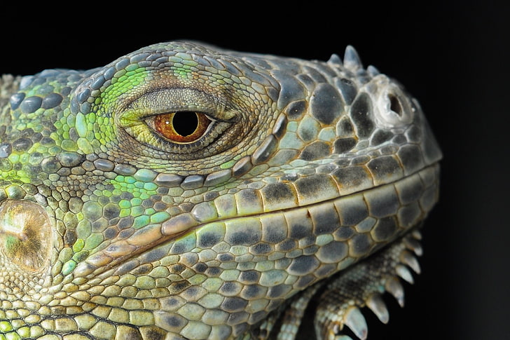 Reptiles, Iguana, Animal, Close-Up, Eye, Lizard, Portrait, Reptile, HD wallpaper