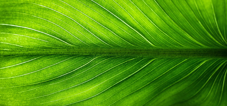 abstract, forest, green, hwalyeob, leaf, nature, plants, spring, state of the union, the leaves, HD wallpaper