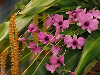 orchidées, Dendrobium Phalaenopsis, Dendrochilum Cobb, Fond d'écran HD HD wallpaper