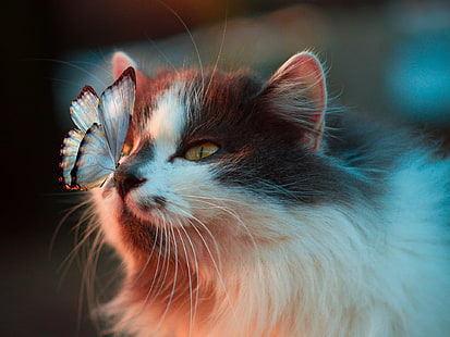 Zwierzę, motyl, kot, uroczy, Tapety HD HD wallpaper