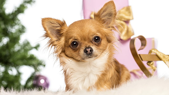 foto de perro chihuahua, Fondo de pantalla HD HD wallpaper