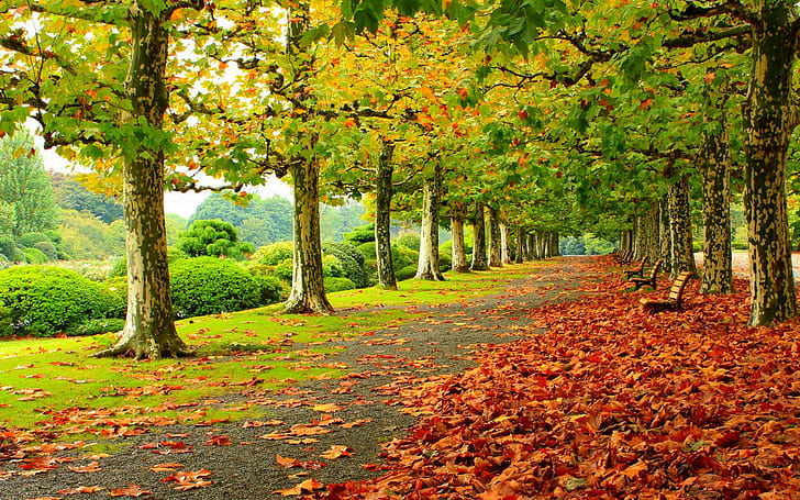 Autumn Fall Deciduous Trees Park Fallen Red Leaves Wooden Benches Road Wallpaper Hd 2560×1600, HD wallpaper