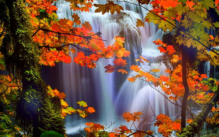 осень, красиво, цвета, креатив, мечты, осень, водопад, четыре, пейзажи, листья, любовь, природа, готовые, декорации, времена года, потрясающие, деревья, водопады, HD обои