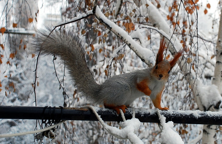gray and brown squirrel, winter, branches, protein, HD wallpaper
