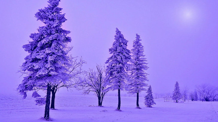лилав пейзаж, зима, небе, сняг, дърво, лилаво, замръзване, слана, ела, бор, смърч, иглолистно дърво, вечнозелено, HD тапет