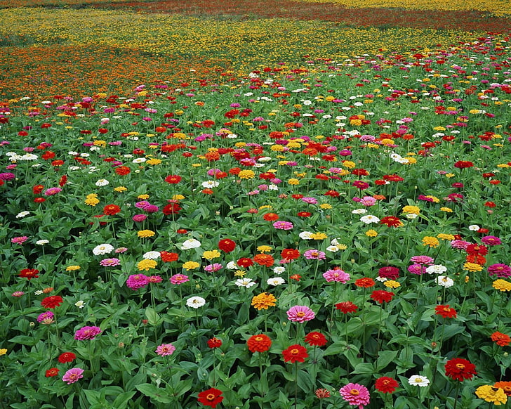 assorted-color zinnia flower field, zinnias, flowers, fields, green, beauty, HD wallpaper