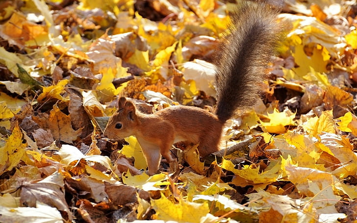 Squirrel on leaves, brown squirrel, squirrel, Red, bushy tail, leaves, Autumn, HD wallpaper