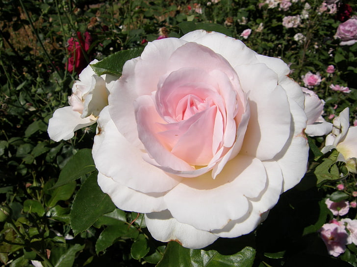 бяло-розови розови цветя, цвете, бяло, венчелистчета, растение, HD тапет
