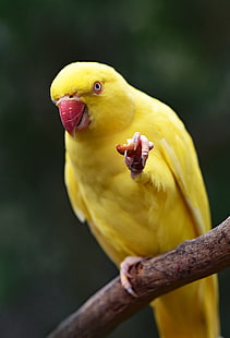 желтый попугай, попугай, желтый, птица, клюв, HD обои HD wallpaper