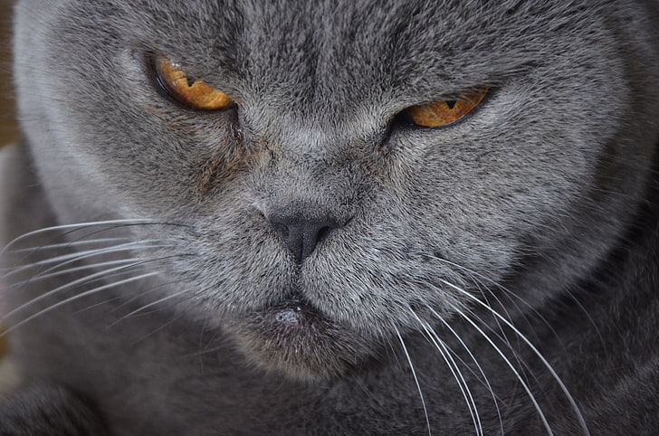 grey cat, cat, muzzle, british shorthair, mustache, HD wallpaper
