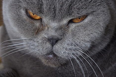 gatto grigio, gatto, museruola, pelo corto britannico, baffi, Sfondo HD HD wallpaper