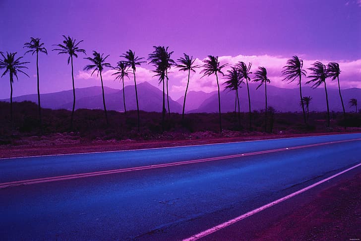 gelombang uap, ungu, pohon-pohon palem, Wallpaper HD