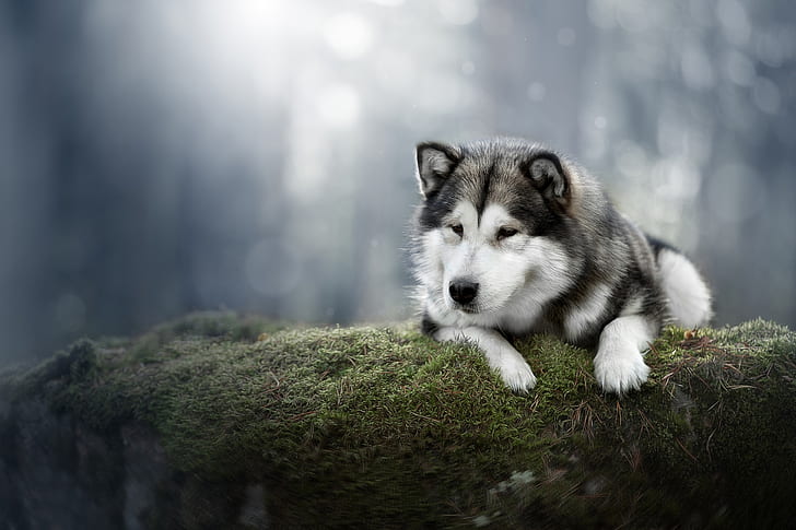 latar belakang, lumut, anjing, Alaska Malamute, Wallpaper HD