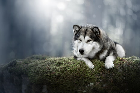 фон, мох, собака, аляскинский маламут, HD обои HD wallpaper