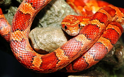 binatang, ular, reptil, Ular Jagung, Wallpaper HD HD wallpaper