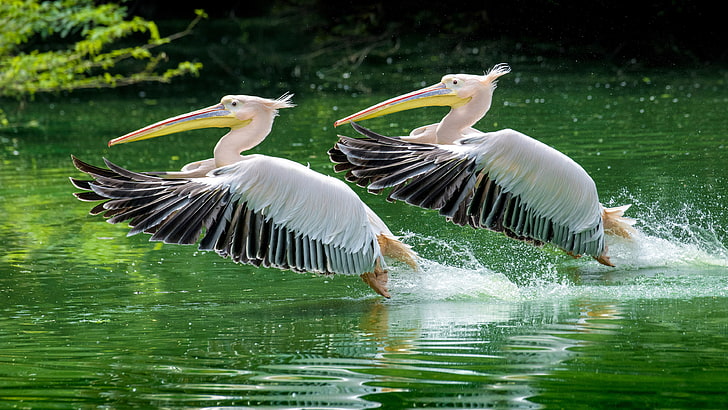 Rosy Pelicans In The National Zoo Synchronized Takeoff From The Surface Of The Lake Hd Wallpapers For Desktop Mobile Phones And Computer 3840×2160, HD wallpaper