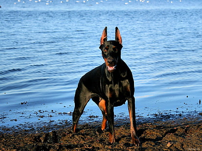 Dobermann, Hund, Hunde, Pinscher, HD-Hintergrundbild HD wallpaper