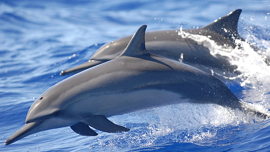 اثنين من الدلافين الرمادية ، الدلفين ، الماء ، الحيوانات ، الثدييات ، البحر ، الدلفين قاروري الأنف، خلفية HD HD wallpaper