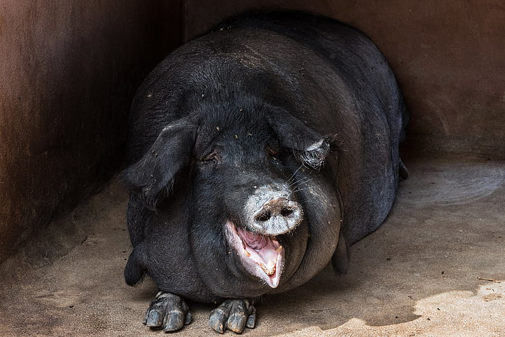 black pig, pig, fat, muzzle, funny, HD wallpaper
