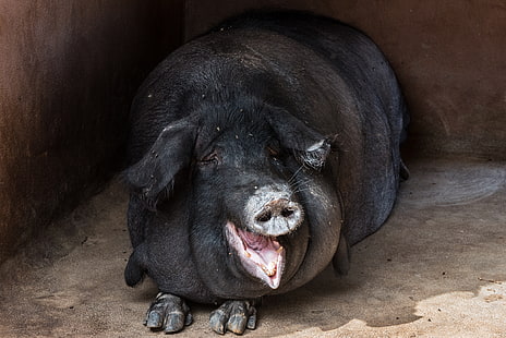 czarna świnia, świnia, gruby, kaganiec, zabawny, Tapety HD HD wallpaper