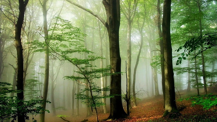 hutan, hutan, alam, pohon, hutan, gugur, sinar matahari, hutan hujan, Wallpaper HD