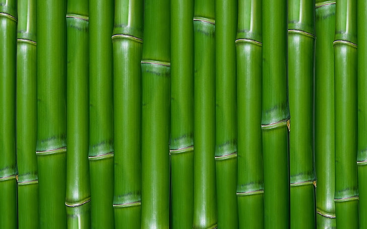 green bamboo, green, texture, bamboo, HD wallpaper