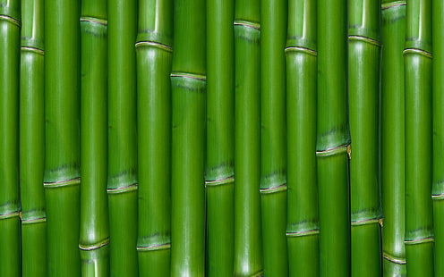 yeşil bambu, yeşil, doku, bambu, HD masaüstü duvar kağıdı HD wallpaper