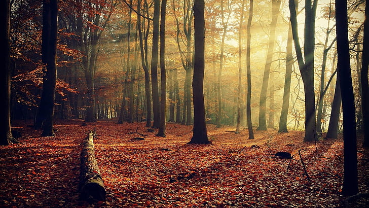 Autumn Forest Sunshine, bosque, otoño, sol, naturaleza y paisaje, Fondo de pantalla HD